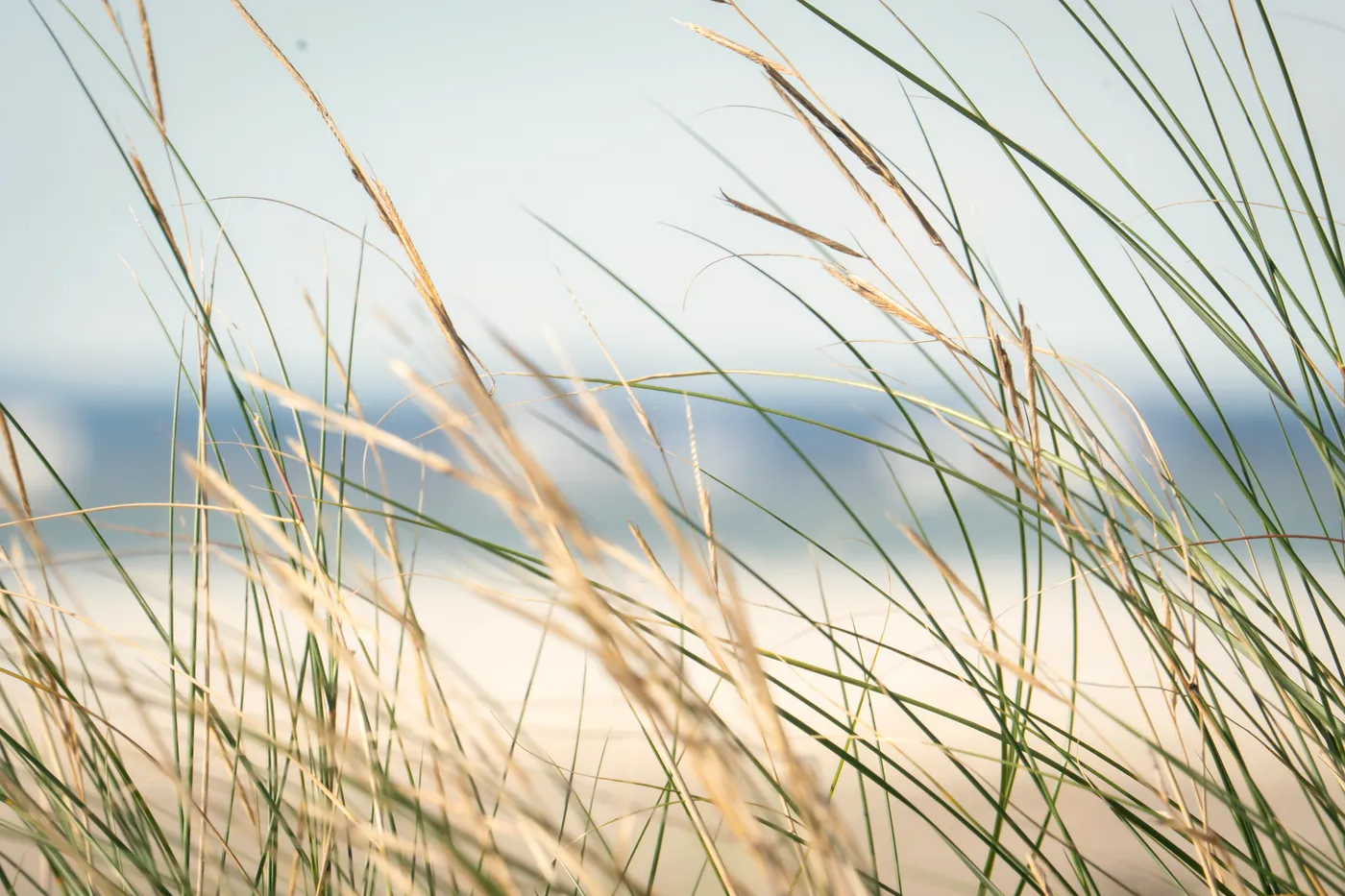 Marram grass in close focus against a soft sea horizon, bending in the wind.