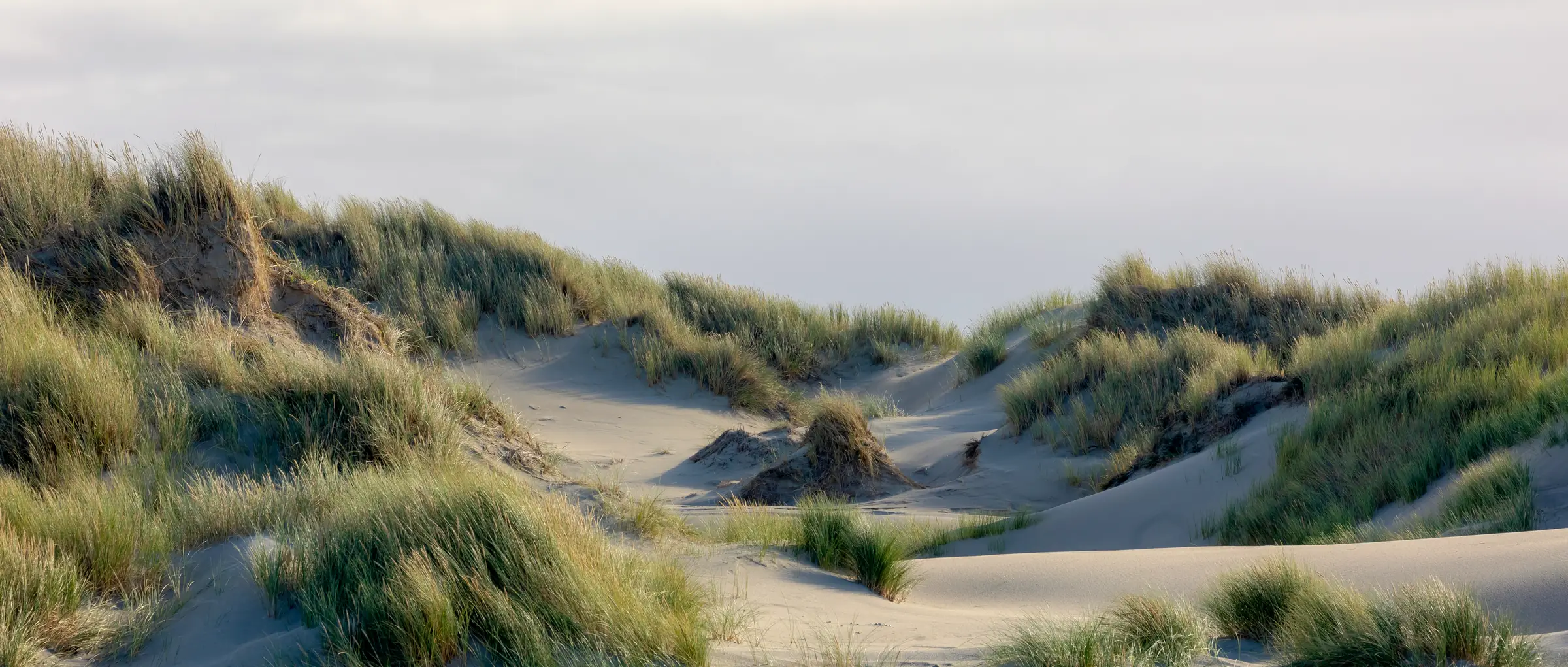 Low dunes under a pale sky, marram grass bending in the wind, a sand path winding through.