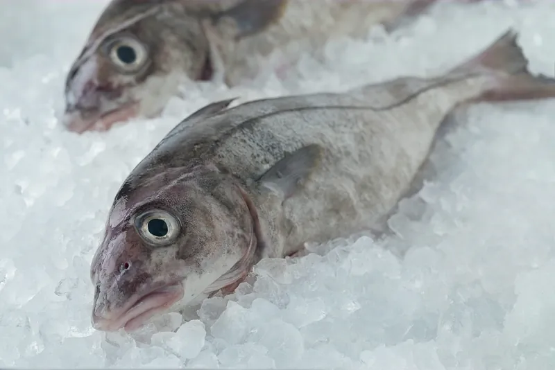 Two whole haddock, bright-eyed and silver, bedded in crushed ice.