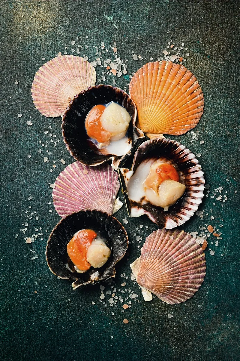 Scallops in their fanned shells, laid open on a dark sea-green ground scattered with coarse salt.