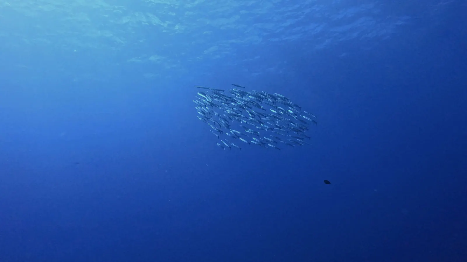 A distant school of fish in open blue water