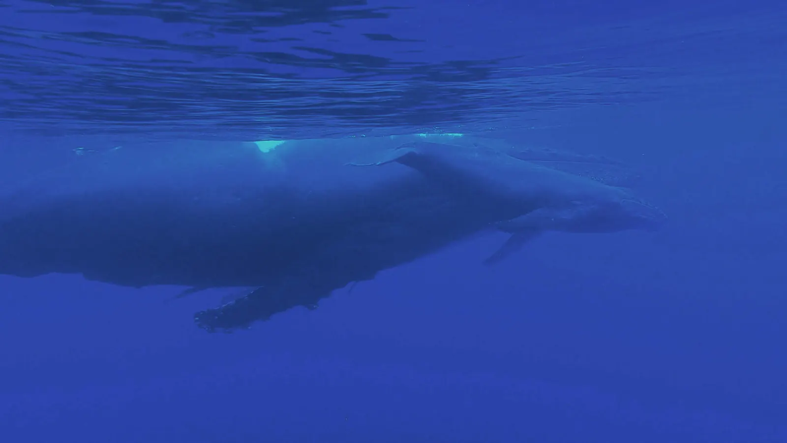 A humpback whale seen from the side in deep blue