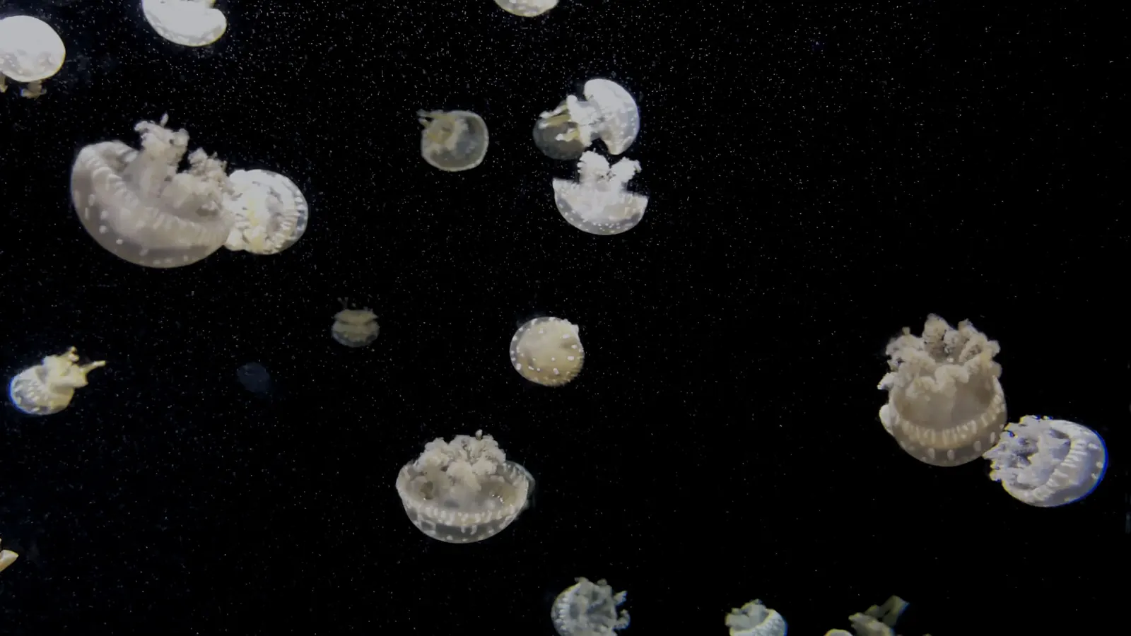 Small luminous jellyfish scattered across black water