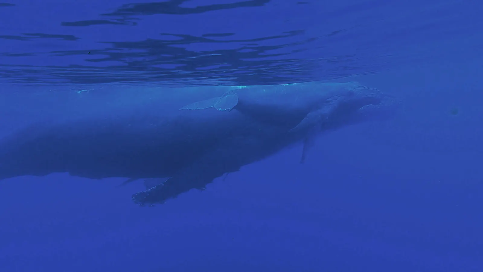 A humpback whale mother and calf just under the surface